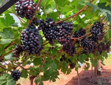 Produtores de Mercedes participam da 9ª Jornada Tecnológica em Fruticultura